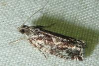 Zeiraphera isertana