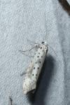 Yponomeuta irrorella