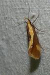 Harpella forficella