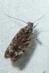 Psoricoptera gibbosella