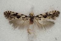 Nemapogon granellus