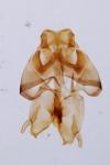 Nemapogon granellus