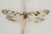 Nemapogon granellus