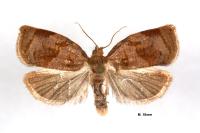 Archips rosana