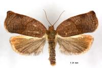 Archips rosana