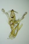 Aproaerema suecicella
