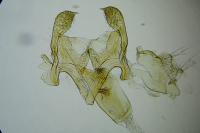 Metzneria aprilella