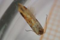 Metzneria aprilella