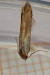 Metzneria aprilella