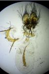 Cnephasia stephensiana