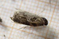 Cnephasia stephensiana
