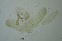 Elachista agelensis