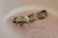 Elachista agelensis