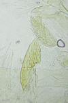 Elachista agelensis