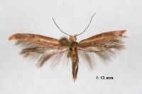 Zelleria hepariella