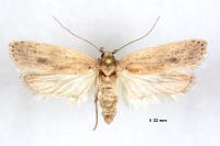 Agonopterix carduncelli