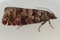 Gravitarmata margarotana