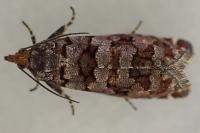 Gravitarmata margarotana