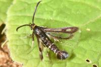 Chamaesphecia nigrifrons