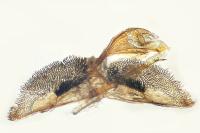 Chamaesphecia nigrifrons