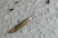 Coleophora dignella