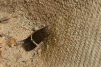 Aproaerema cinctella