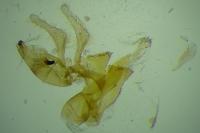 Aproaerema cinctella
