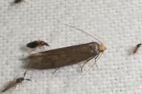 Agnoea