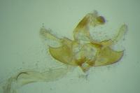 Coleophora bilineatella