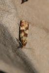 Aethes tesserana