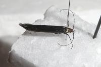Coleophora aleramica