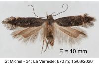 Iwaruna biguttelloides