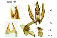 Iwaruna biguttelloides