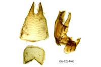 Iwaruna biguttelloides
