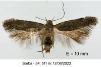 Iwaruna biguttelloides