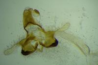 Coleophora oriolella