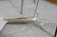 Coleophora oriolella