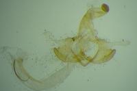Coleophora congeriella