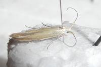Coleophora congeriella