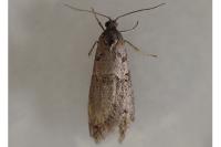 Tortricodes alternella