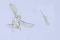 Elachista canapennella
