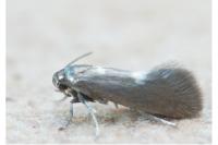 Heliozela sericiella