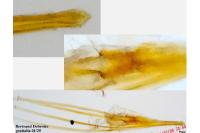 Heliozela sericiella