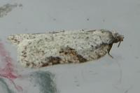 Acleris logiana/kochiella
