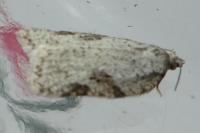 Acleris logiana/kochiella