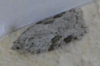 Acleris logiana/kochiella