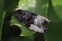 Hedya pruniana