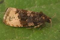 Hedya ochroleucana