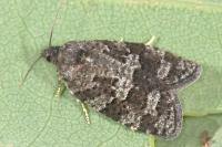 Cnephasia ecullyana