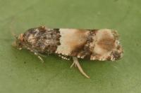Lobesia bicinctana